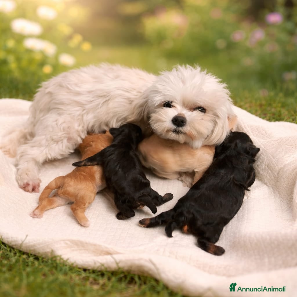 Maltipoo cani Maltipoo - Annuncio 1