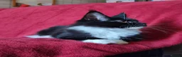 Maine Coon gatti in vendita: Meravigliose sorelline Maine Coon disponibili - Annuncio 10