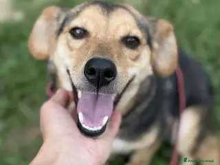 Meticcio cani DOTTIE, tenerissima TG PICCOLA cerca coccole! - Annuncio 17