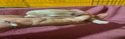 Chihuahua cani in vendita: Cuccioli chihuahua PELO LUNGO con pedigree  - Annuncio 6