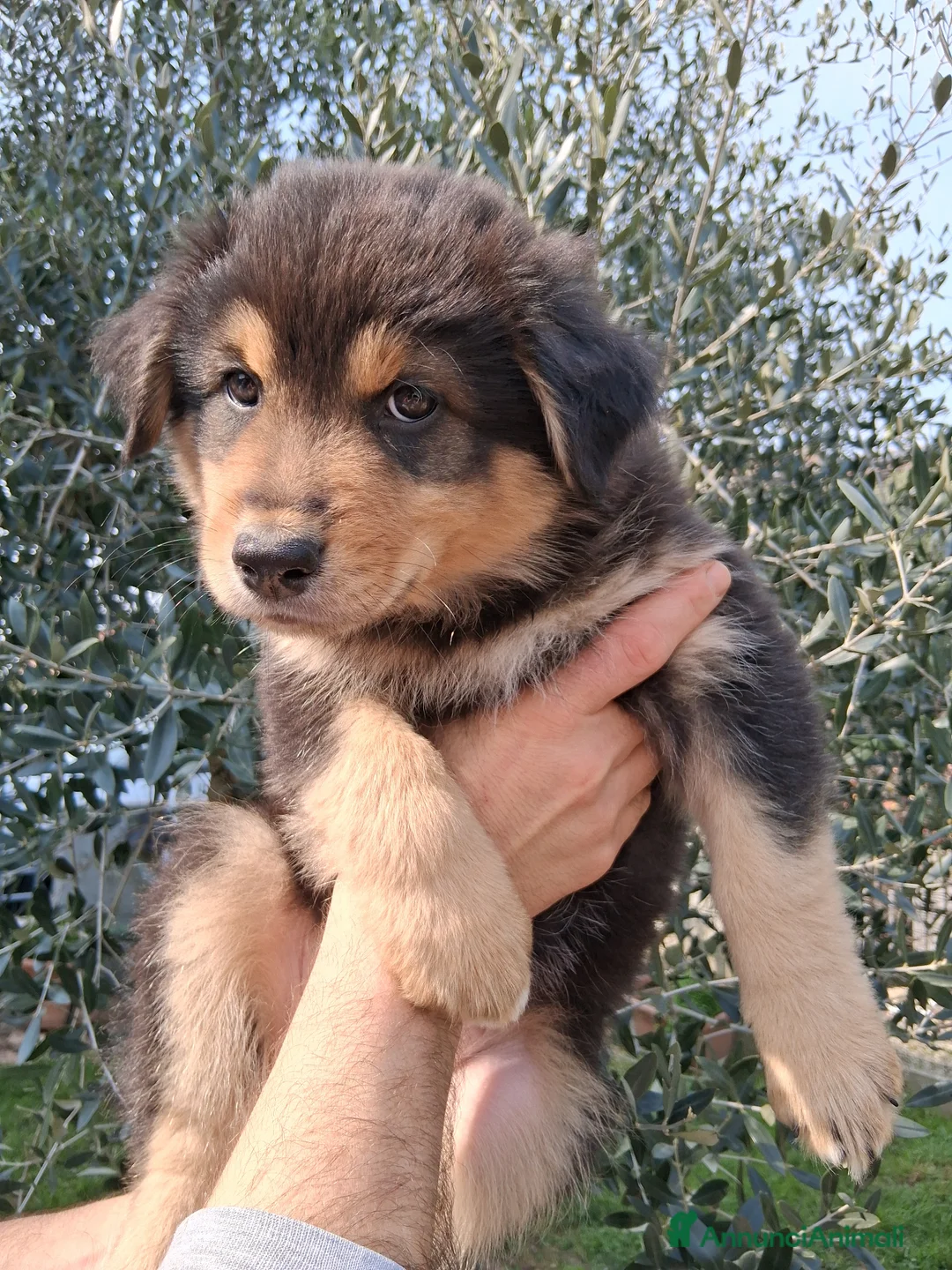 Australian Shepherd cani in vendita: Splendidi Cuccioli di Pastore Australiano  - Annuncio 2