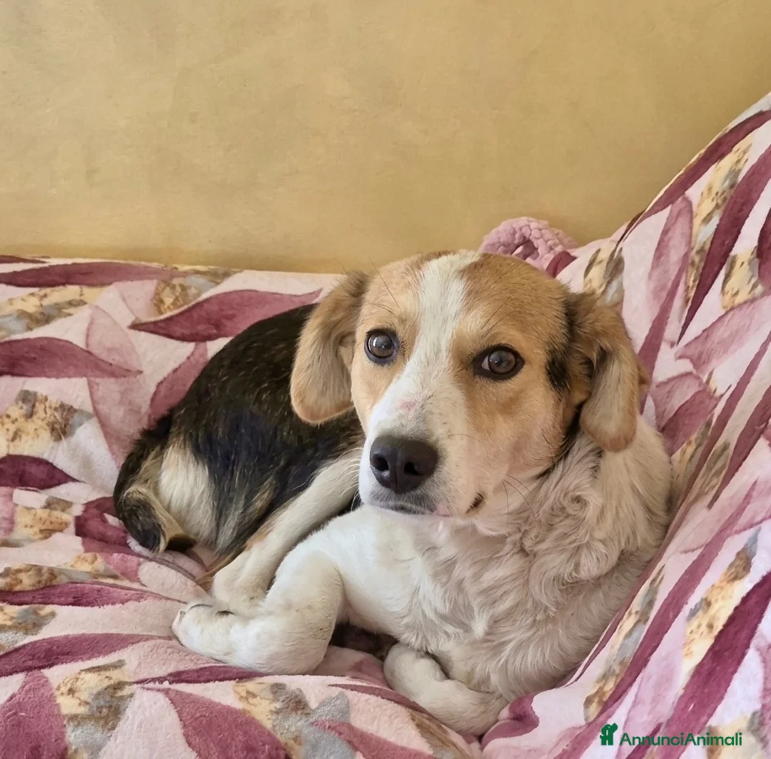 Meticcio cani in regalo: Nella  - Annuncio 4