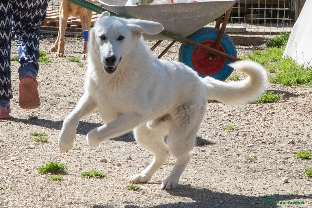 Meticcio cani in regalo: DEMYR DOLCE NUVOLETTA BIANCA a Città metropolitana di Roma Capitale - Annuncio 2