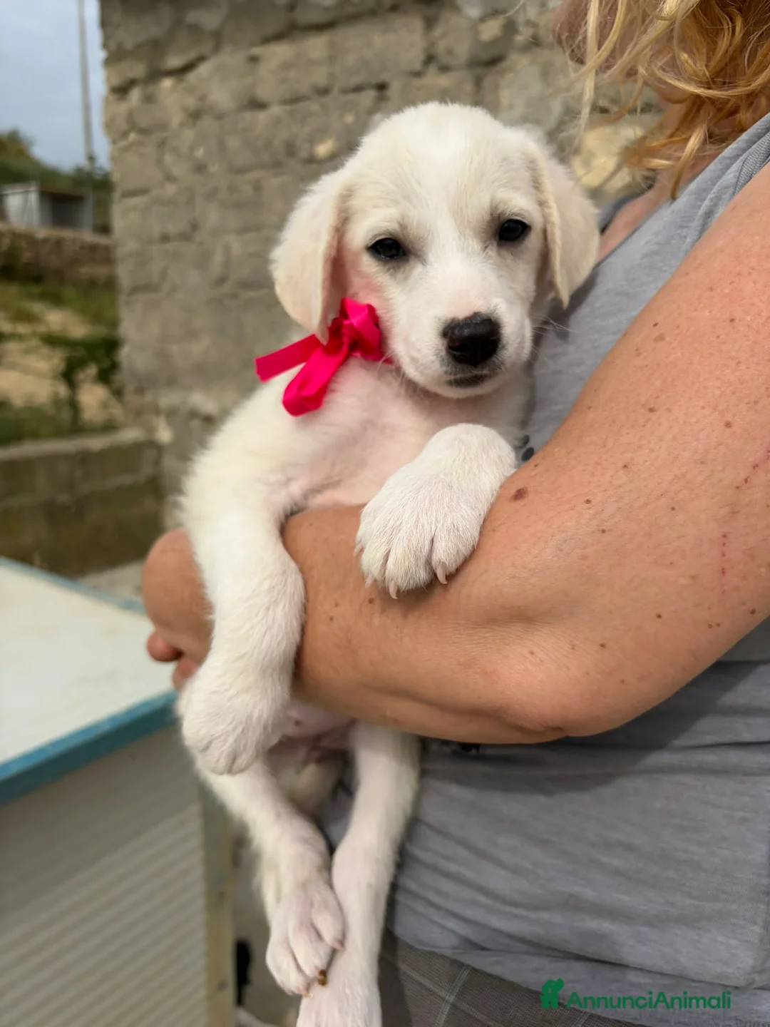Meticcio cani in regalo: RUBEN, MAX, JANE E TOBY - Annuncio 2