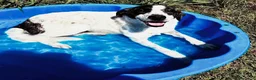 Meticcio cani in regalo: Fatima, cucciolotta strepitosa in adozione  - Annuncio 6