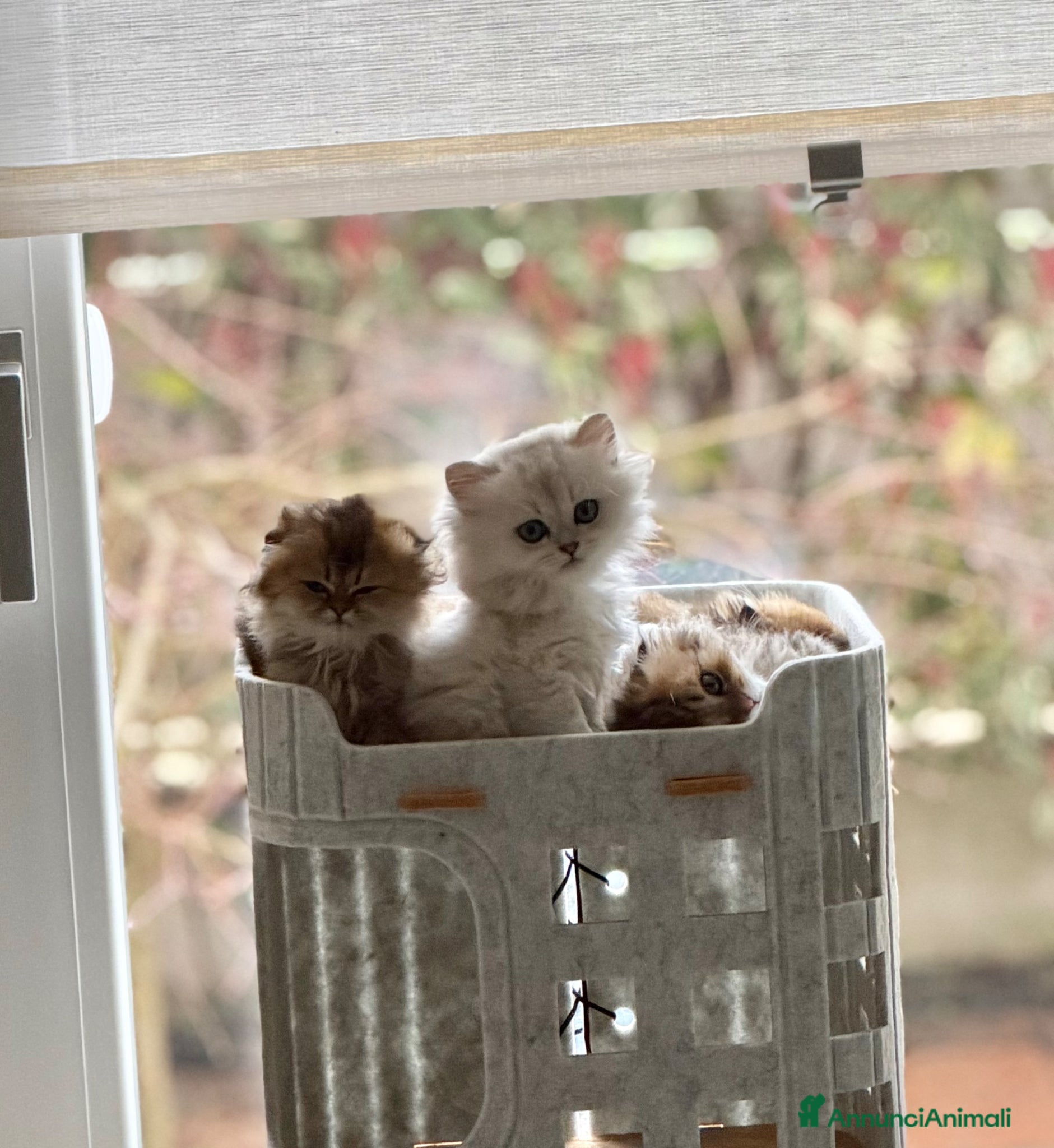 Scottish gatti Scottish Straight & Fold  - Annuncio 1