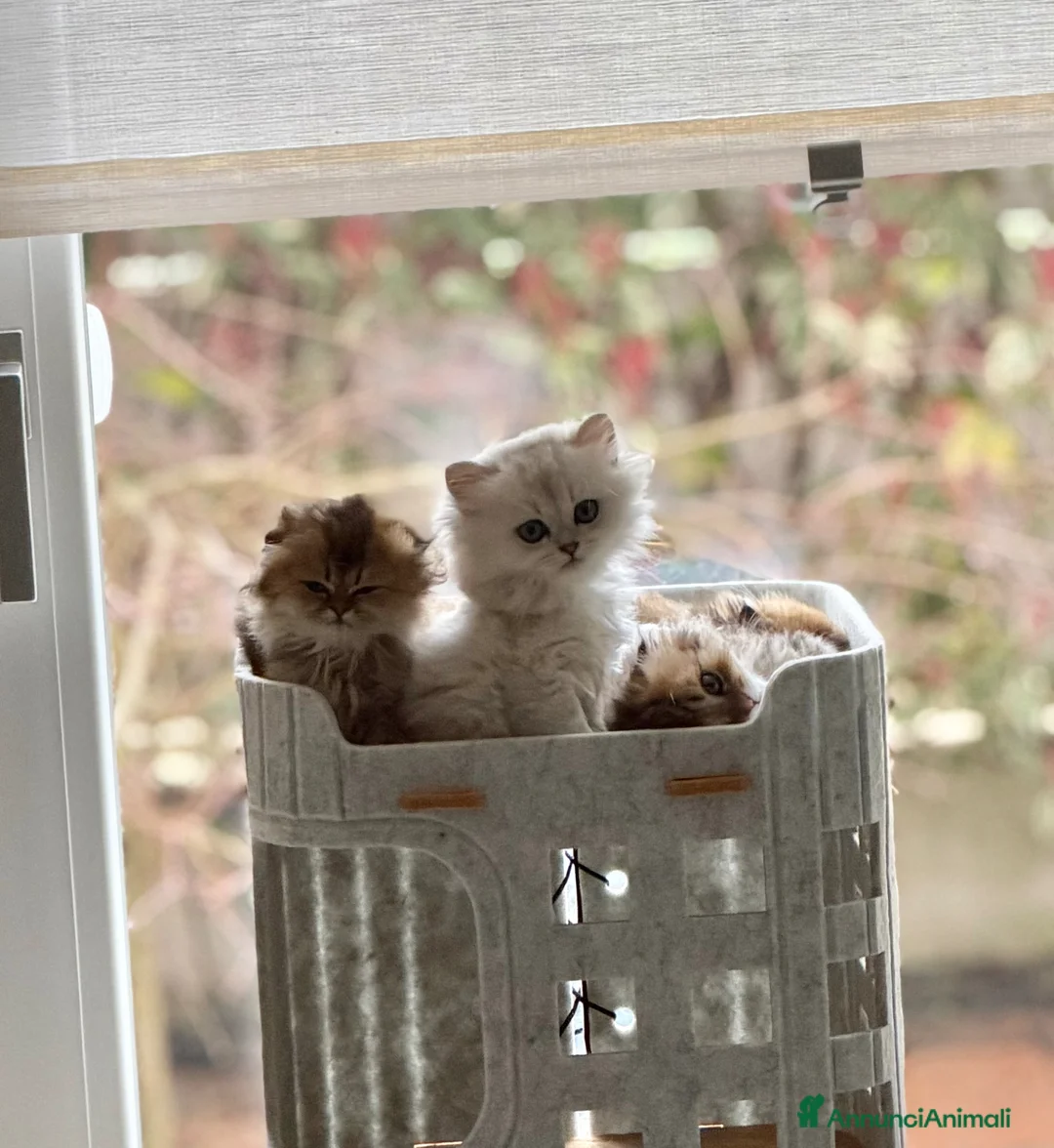 Scottish gatti in vendita: Scottish Straight & Fold  - Annuncio 1