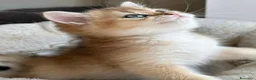 British gatti in vendita: Meravigliosi cuccioli di british shorthair golden - Annuncio 6