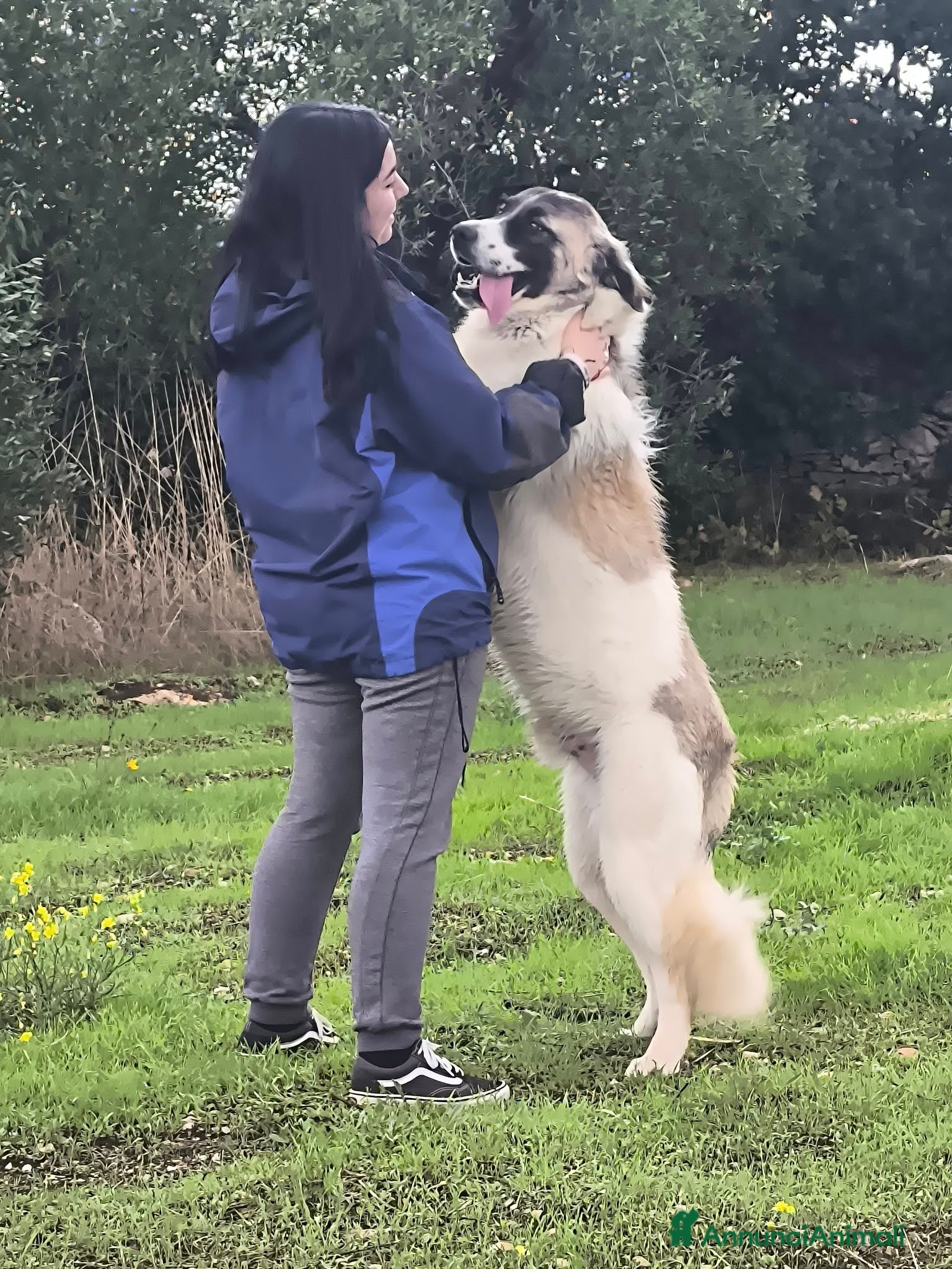 Meticcio cani lilo tg grande buono educato affettuoso - Annuncio 12