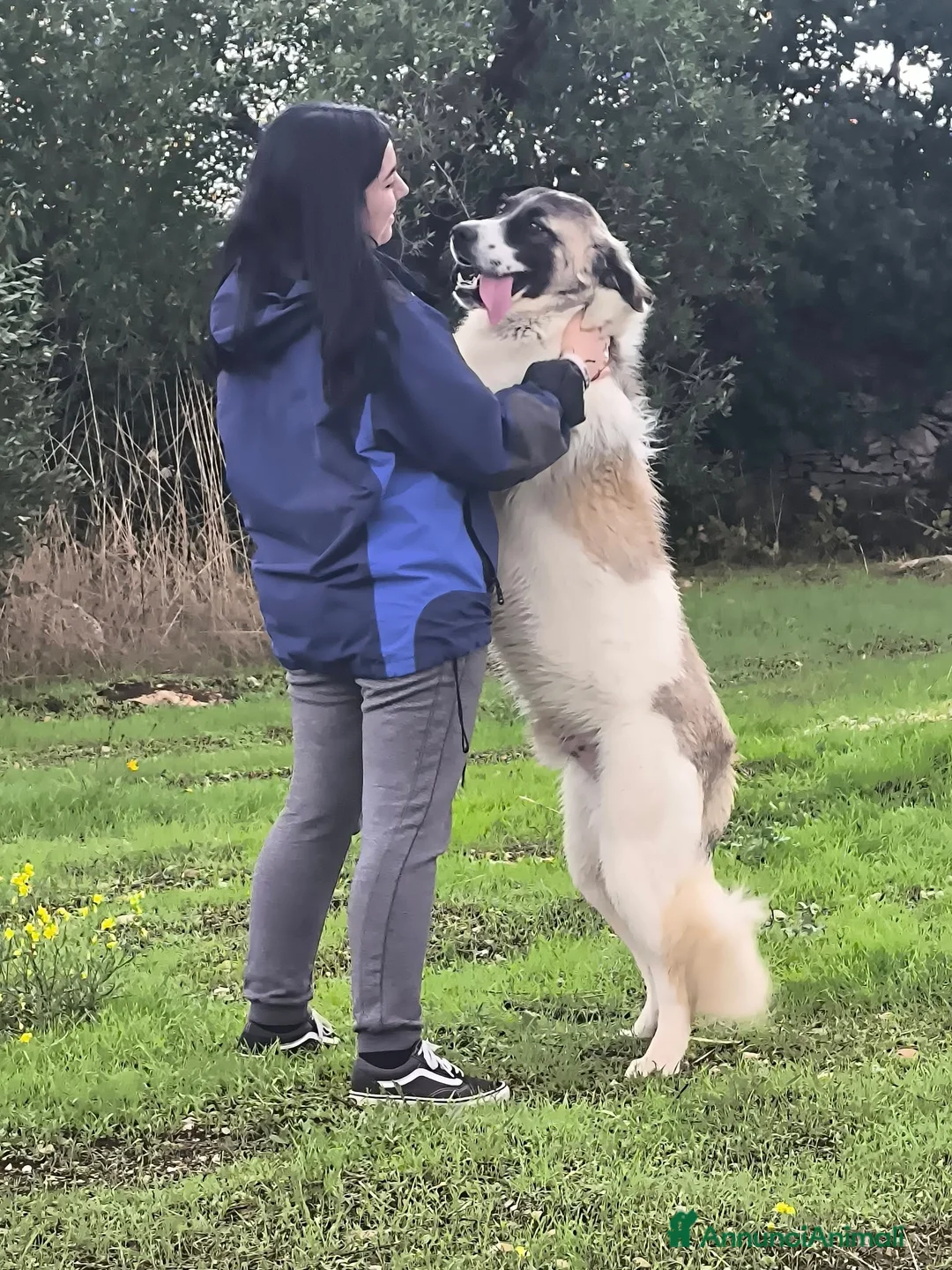 Meticcio cani in regalo: lilo tg grande buono educato affettuoso - Annuncio 1