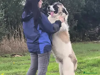 Meticcio cani lilo tg grande buono educato affettuoso - Annuncio 12