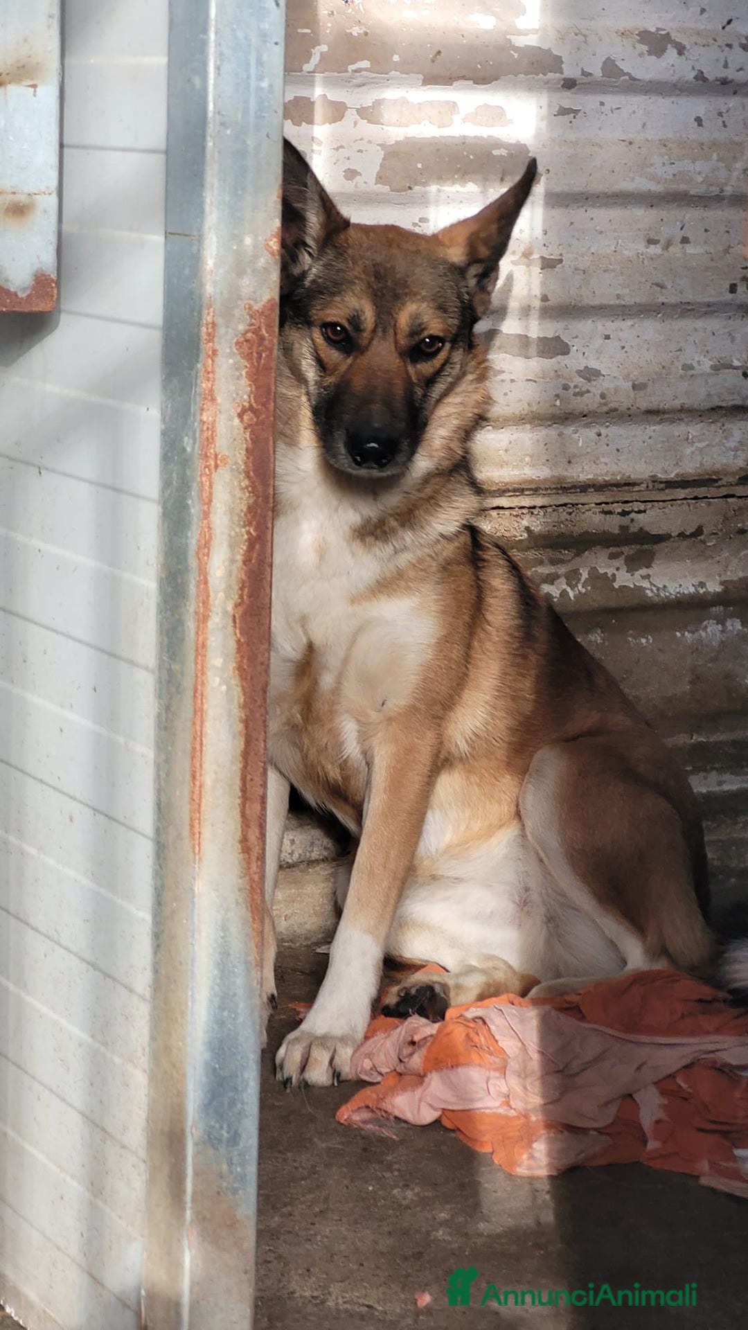 Meticcio cani in regalo: Splendida Lupetta ANAIS a Città metropolitana di Milano - Annuncio 1