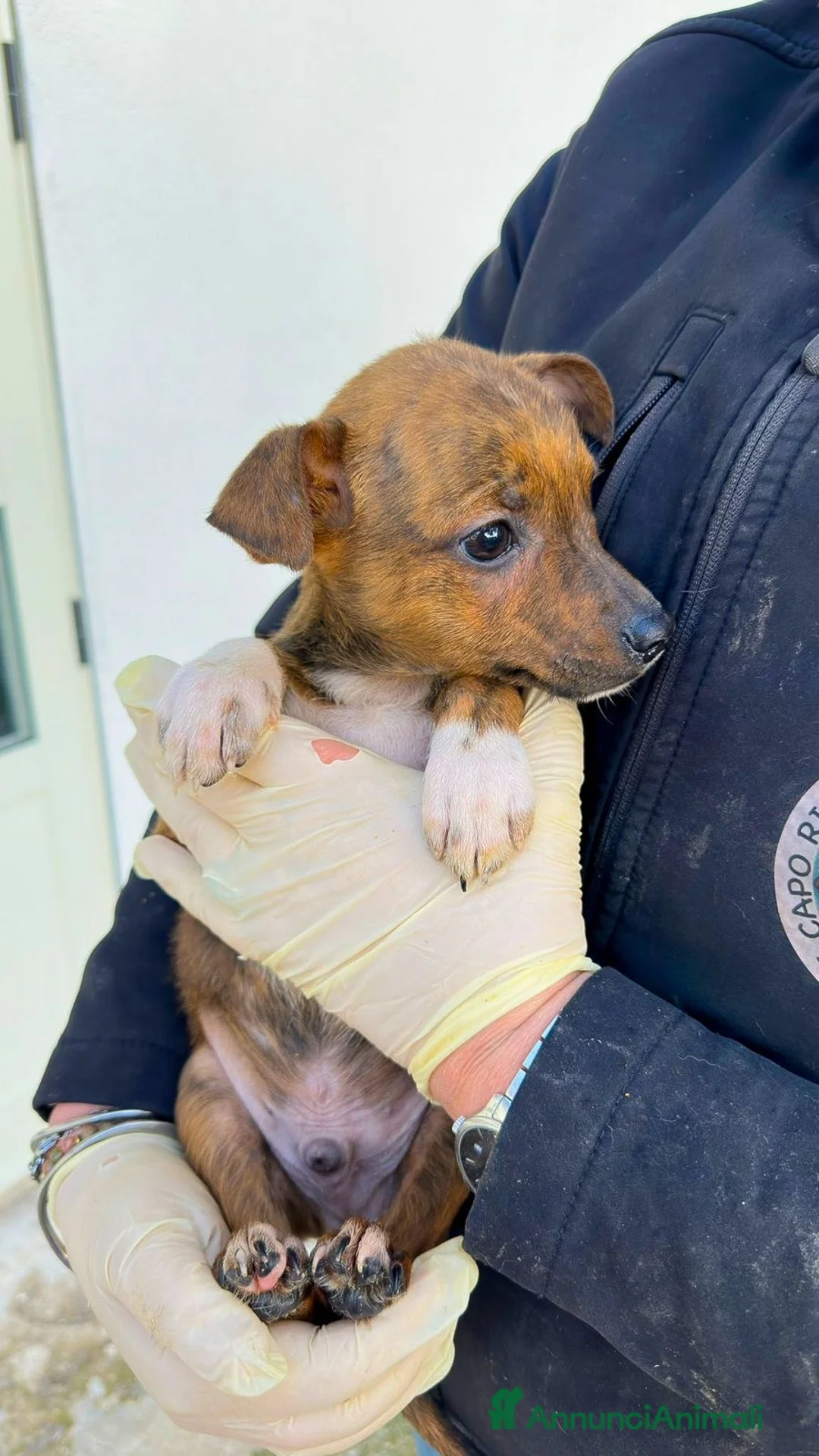 Meticcio cani in regalo: KIKO 💙 - cucciolo che cerca una famiglia 🙏🏻🥺 - Annuncio 5