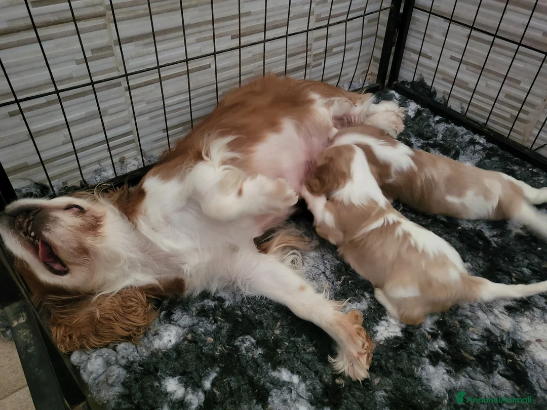 Cavalier King cani in vendita: CAVALIER KING CHARLES SPANIEL  - Annuncio 3