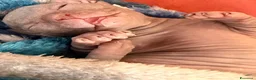 Sphynx gatti in vendita: Sphinx gatto nudo a Città Metropolitana di Torino - Annuncio 2