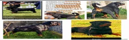 Rottweiler cani per accoppiamento: Rottweiler per monta - Annuncio 33
