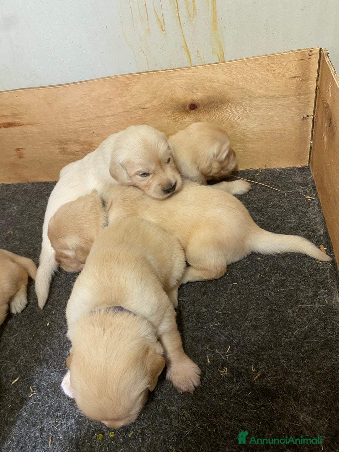Golden Retriever cani in vendita: Cuccioli di golden retriever a Provincia di Pavia - Immagine 13