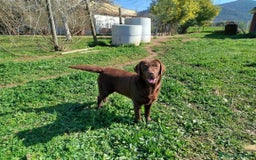 Labrador cani in regalo: ZELDA a Provincia di Caserta - Immagine 1