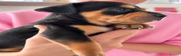 Pitbull cani in vendita: Pitbull cuccioli Tricolor - Annuncio 3