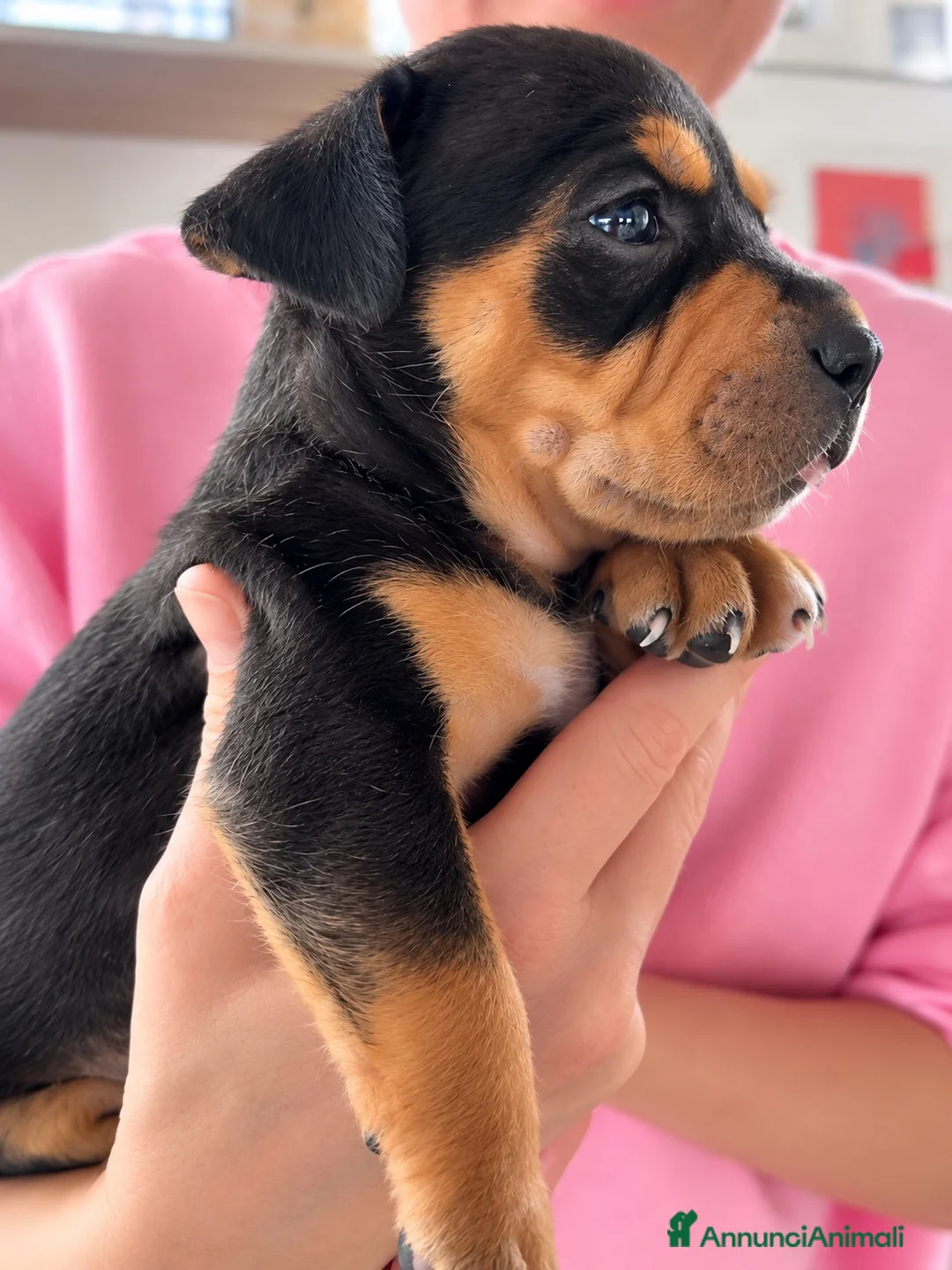Pitbull cani in vendita: Pitbull cuccioli Tricolor - Annuncio 3