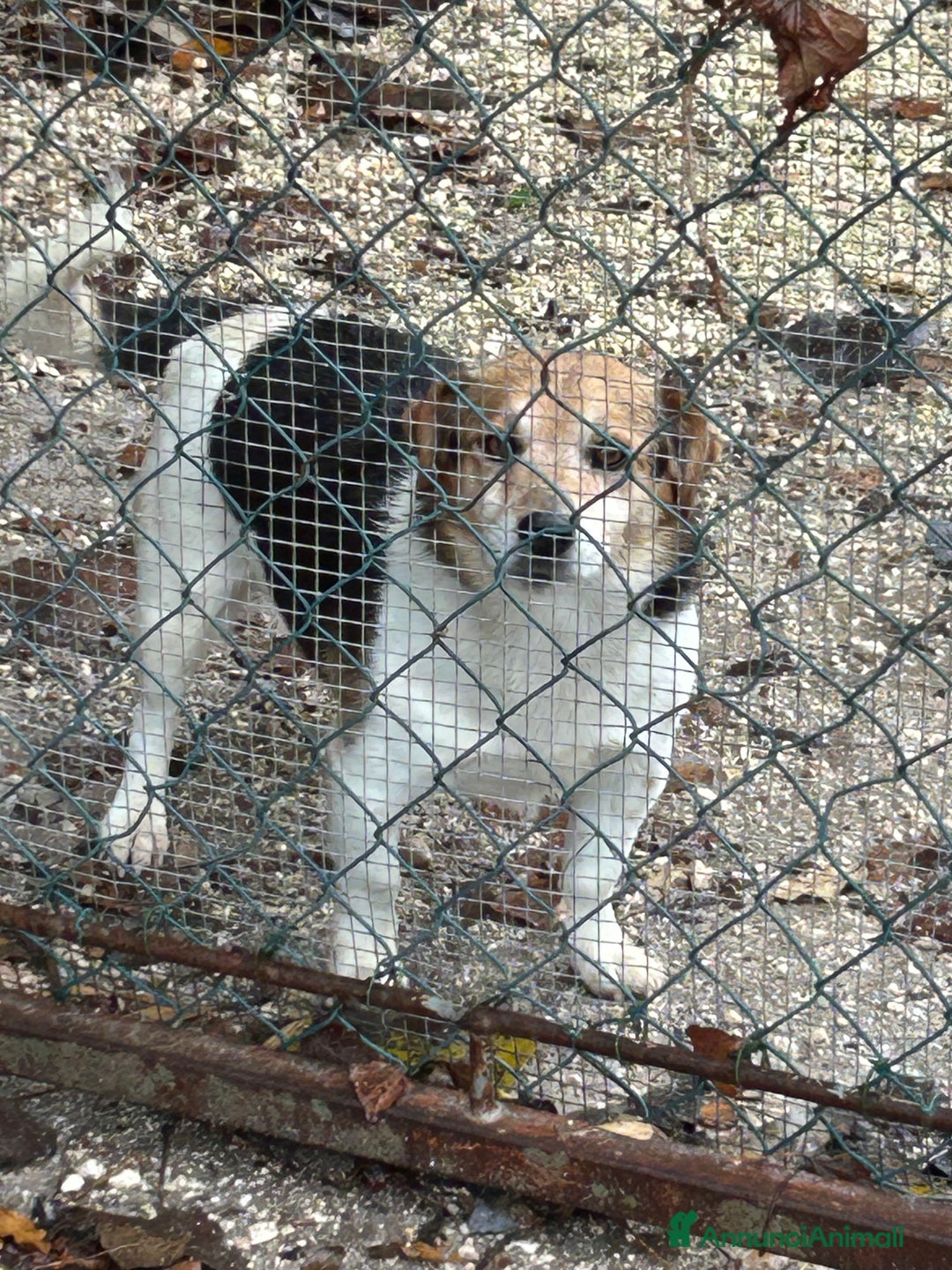 Jack Russell cani in regalo: Jack Russel terrier meticcio regalo - Annuncio 6