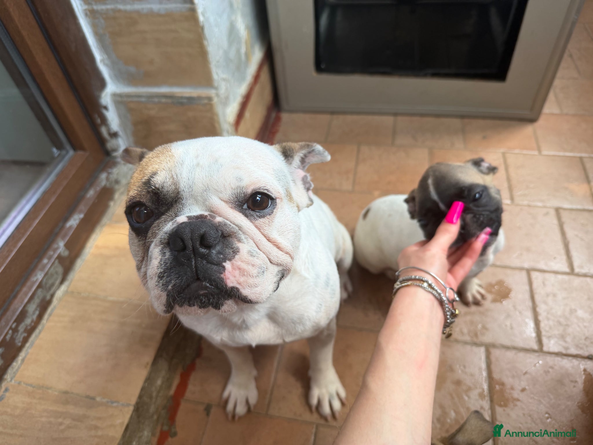 Bulldog Francese cani cane bulldog francese  - Annuncio 11