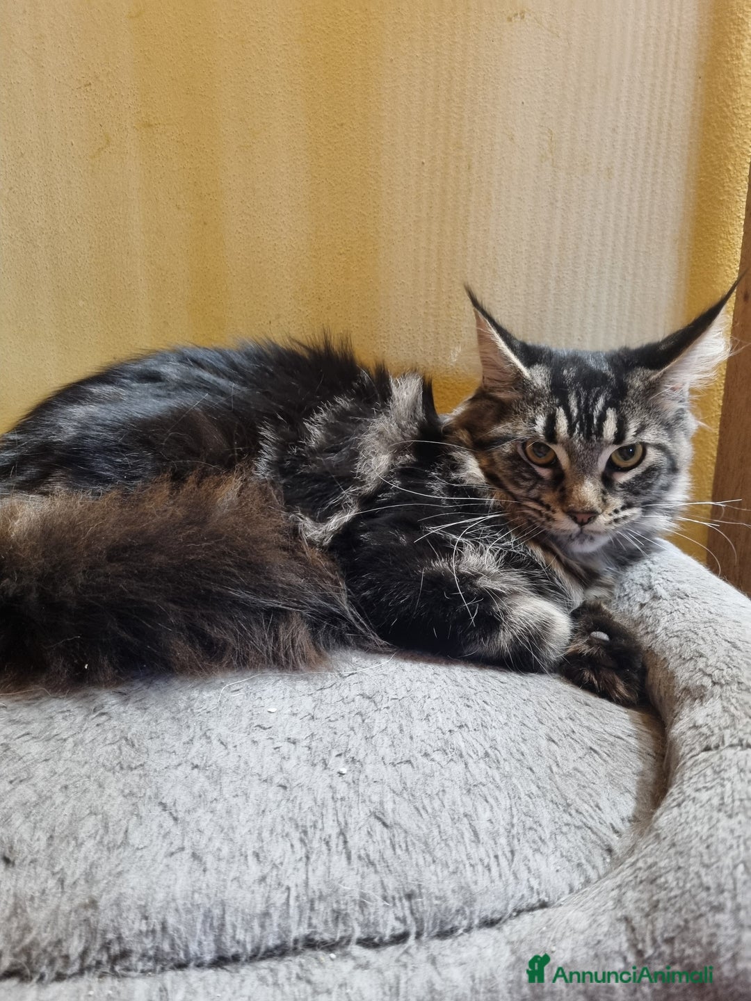 Maine Coon gatti in vendita: GIOVANE CUCCIOLONA MAINE COON pedigree Anfi - Annuncio 4