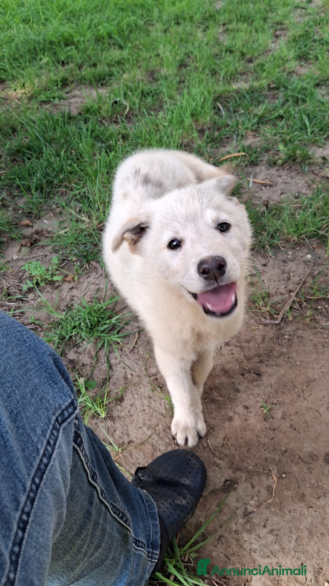 Meticcio cani in regalo: SID 💙-cucciolo “orsetto lanoso” cerca la sua casa a Città metropolitana di Milano - Immagine 4