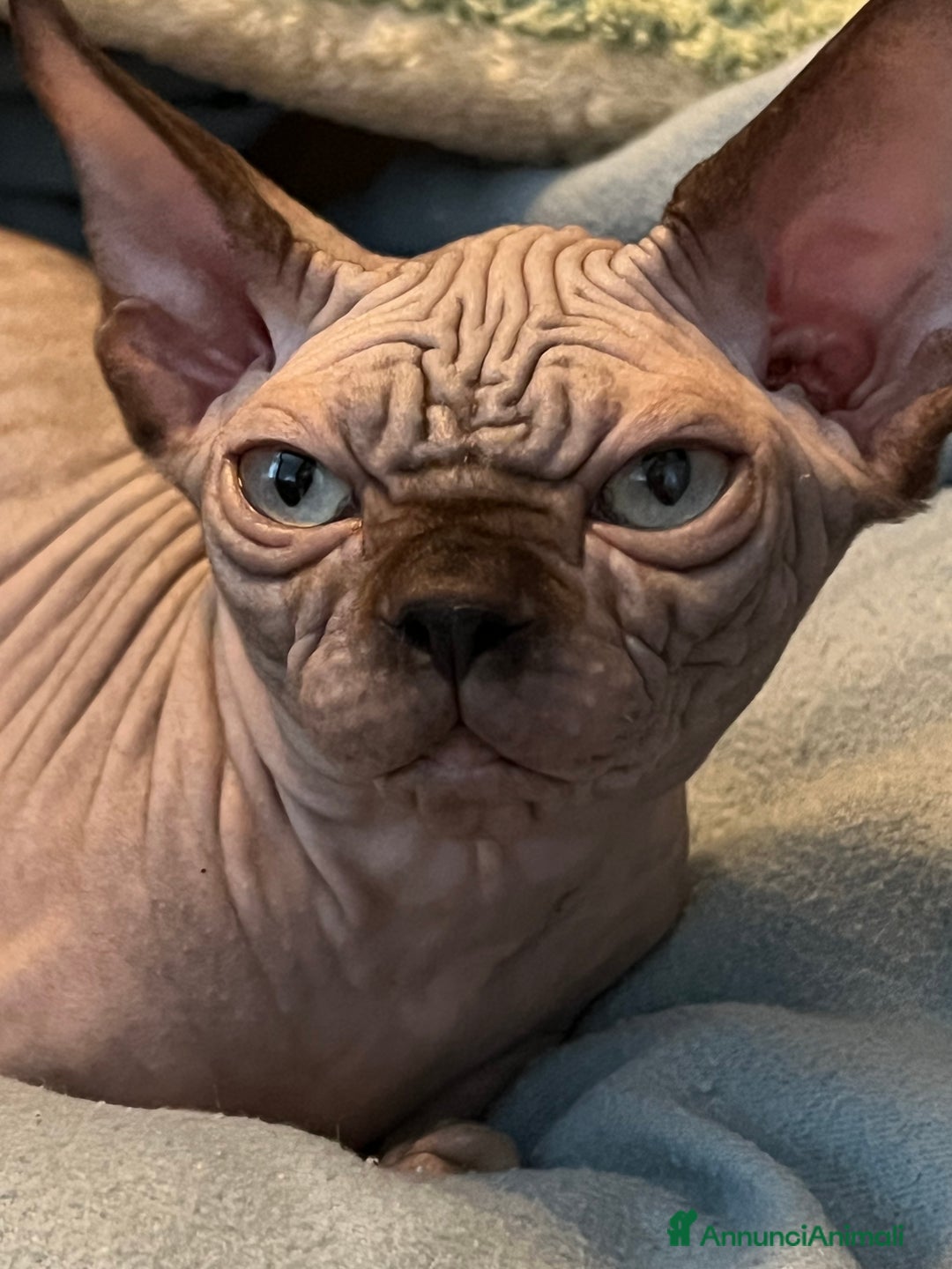 Sphynx gatti in vendita: Sphynx  - Annuncio 3