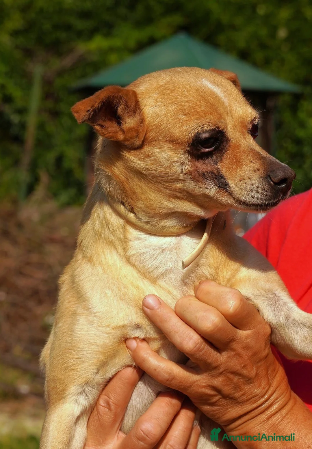 Meticcio cani in regalo: Nocciola, derivato pinscher detto Pierrot - Annuncio 3