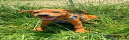 Meticcio cani in regalo: PINO, PINA, PEPPINA, PINUCCIA, PIPPI, PEPPA - Annuncio 7
