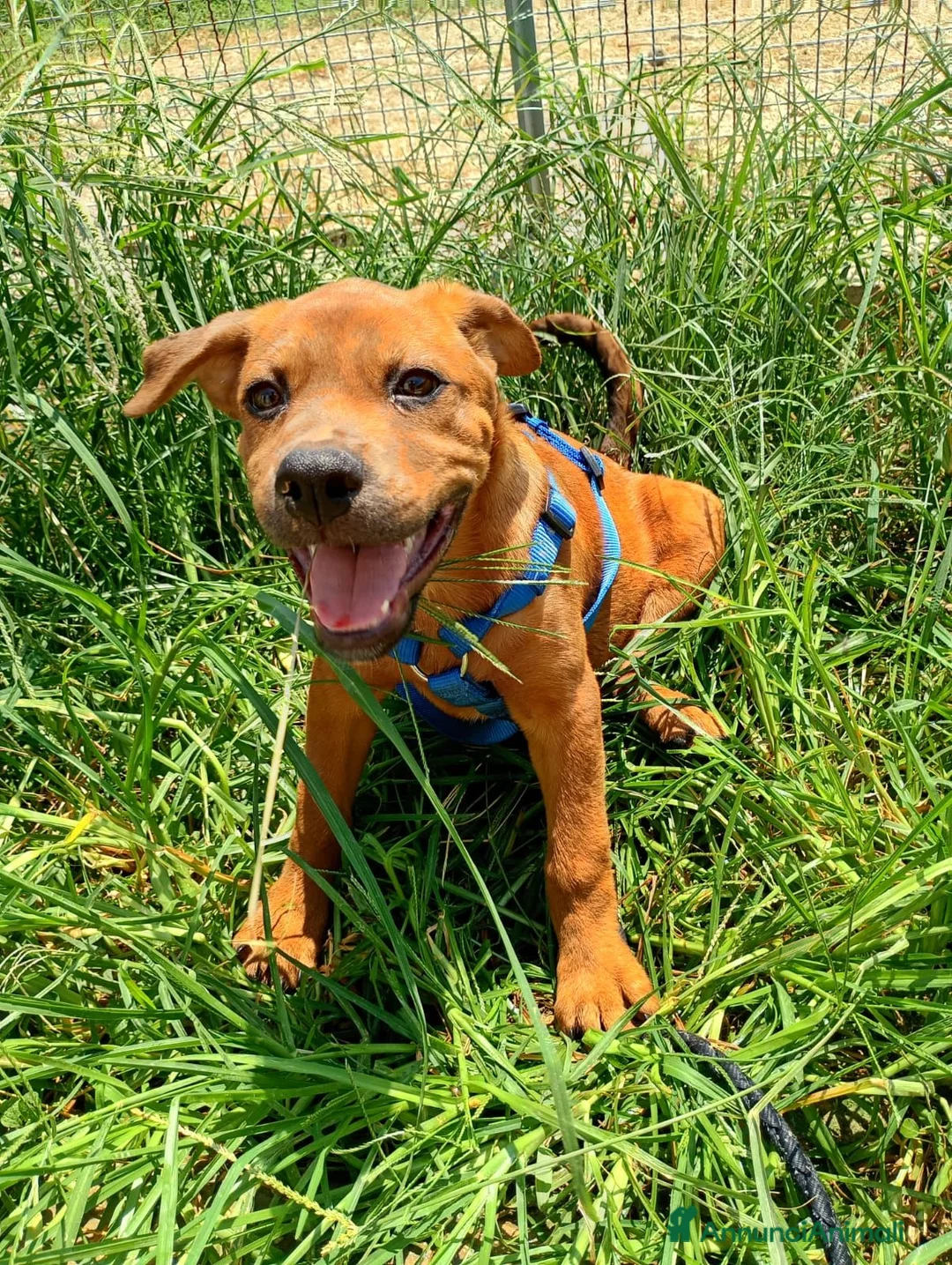 Meticcio cani in regalo: PINO, PINA, PEPPINA, PINUCCIA, PIPPI, PEPPA - Annuncio 7