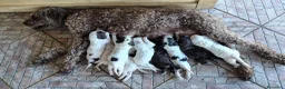 Lagotto cani in vendita: Lagotto Romagnolo con Pedigree - Annuncio 11