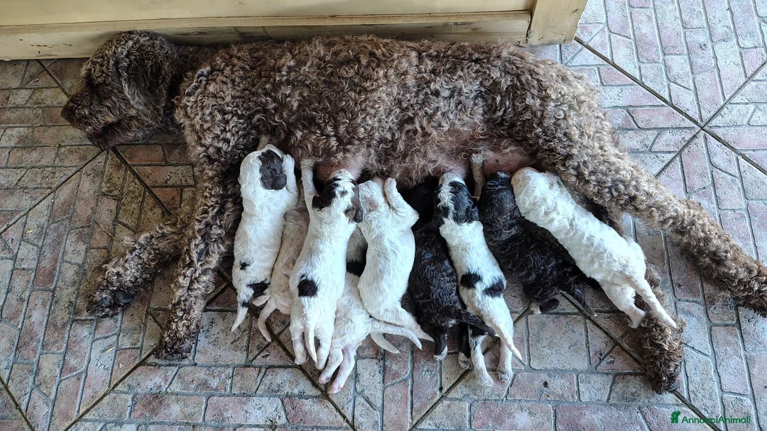 Lagotto cani in vendita: Lagotto Romagnolo con Pedigree - Annuncio 11