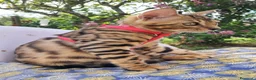 Bengala gatti in vendita: Cuccioli bengala stupendi a Provincia di Ancona - Annuncio 4