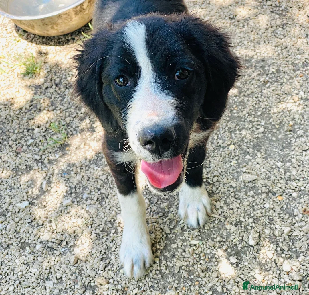 Meticcio cani in regalo: Cucciolo 4 mesi taglia media - Annuncio 1