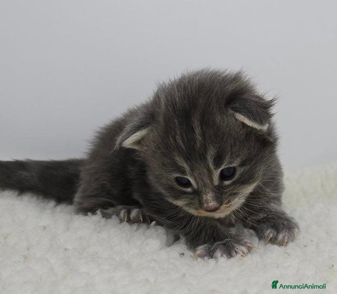 Maine Coon gatti in vendita: Gattini Maine Coon GRANDI Blu/Nero Tortie/Tabby - Annuncio 11