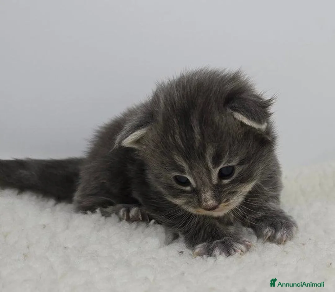 Maine Coon gatti in vendita: Gattini Maine Coon GRANDI Blu/Nero Tortie/Tabby - Annuncio 11