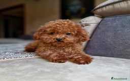 Barboncino Toy cani per accoppiamento: Barboncino per accopiamento  / monta - Immagine 6