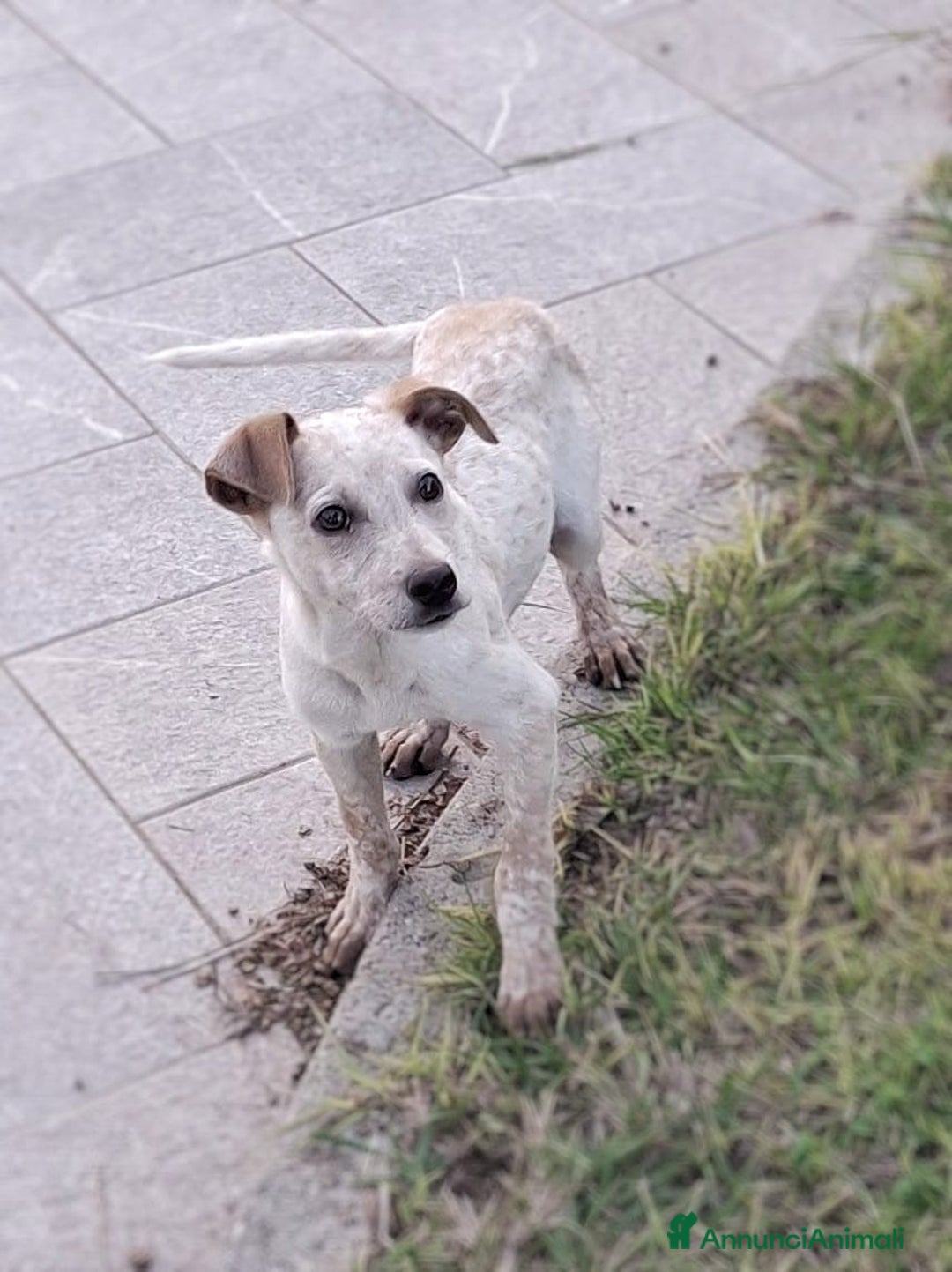 Meticcio cani in regalo: CUCCIOLO 💙 -di nome e di fatto 🥰, cerca una casa - Annuncio 5