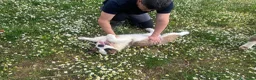 San Bernardo cani in vendita: Cuccioli di San Bernardo - Annuncio 4