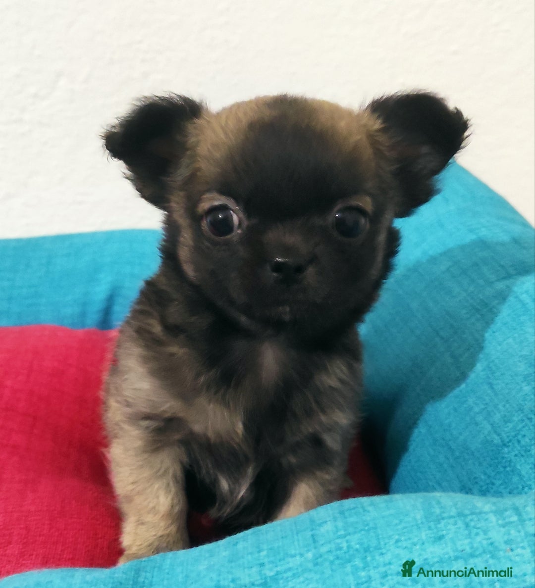 Chihuahua cani in vendita: Cuccioli di chihuahua a pelo lungo - Annuncio 4