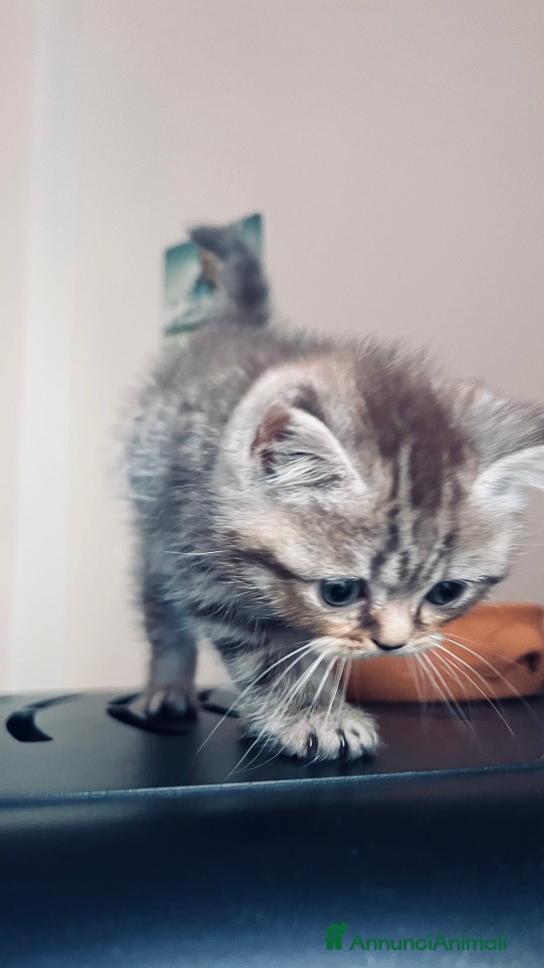 Scottish gatti in vendita: Scottish straight  - Annuncio 4