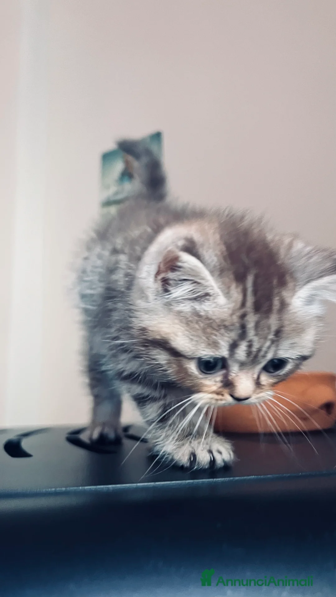 Scottish gatti in vendita: Scottish straight  - Annuncio 4