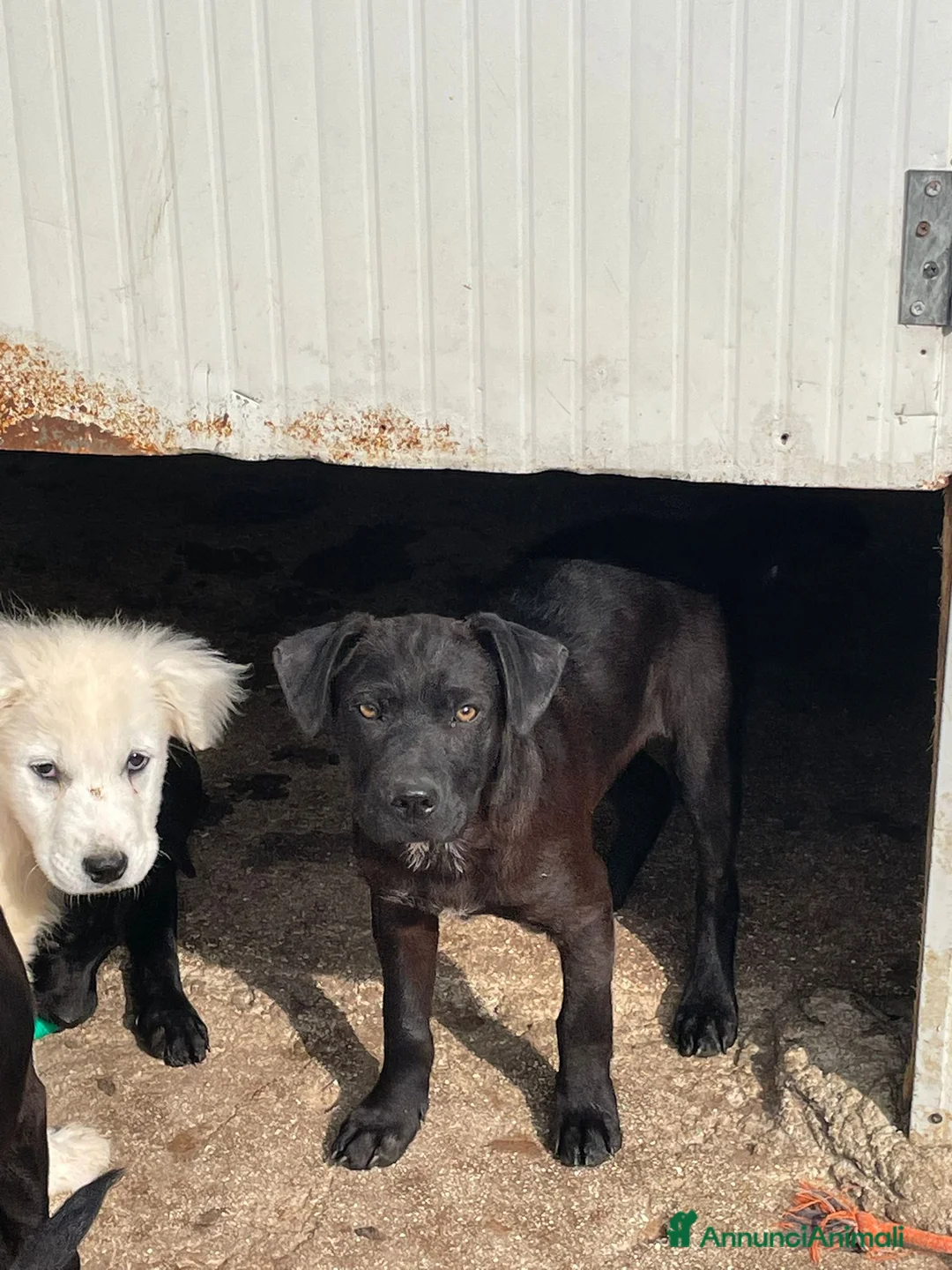 Meticcio cani in regalo: ADOTTA QUESTO DOLCE CUCCIOLOTTO - Annuncio 2