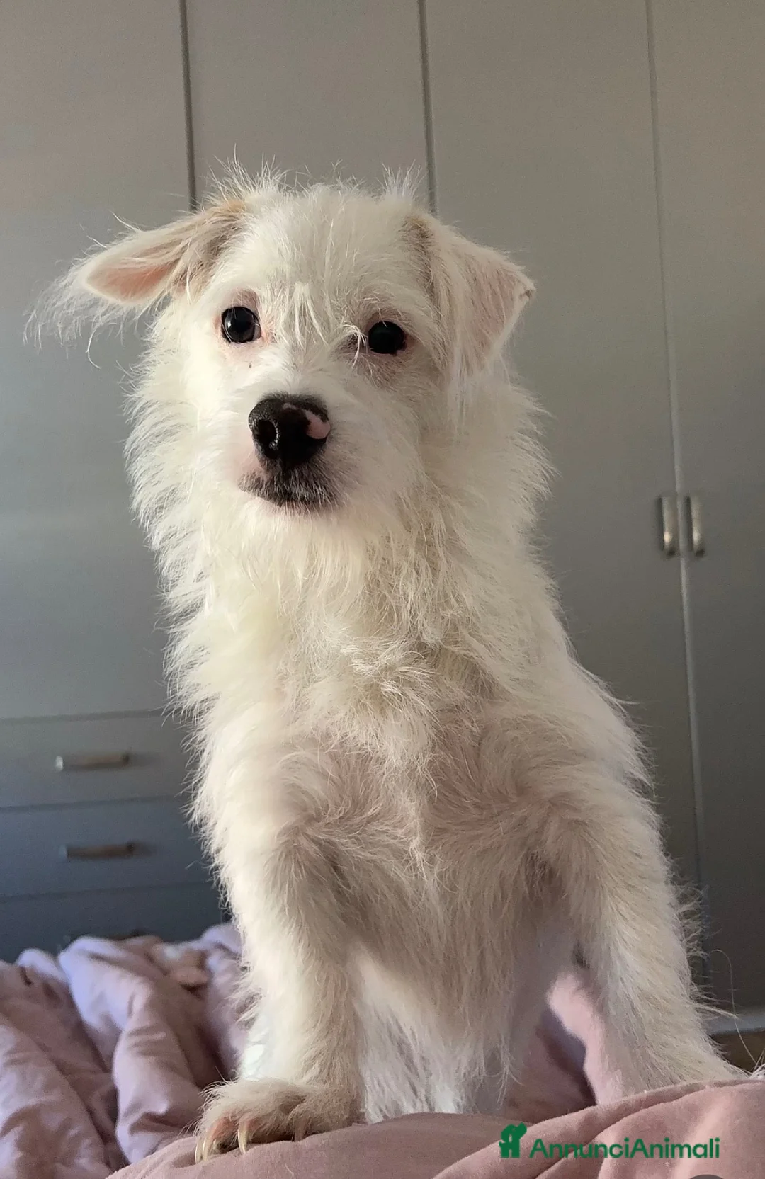 Meticcio cani in regalo: HUGO CERCA UNA FAMIGLIA a Città Metropolitana di Genova - Annuncio 2