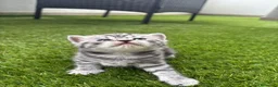 Scottish gatti in vendita: Scottish - Annuncio 3