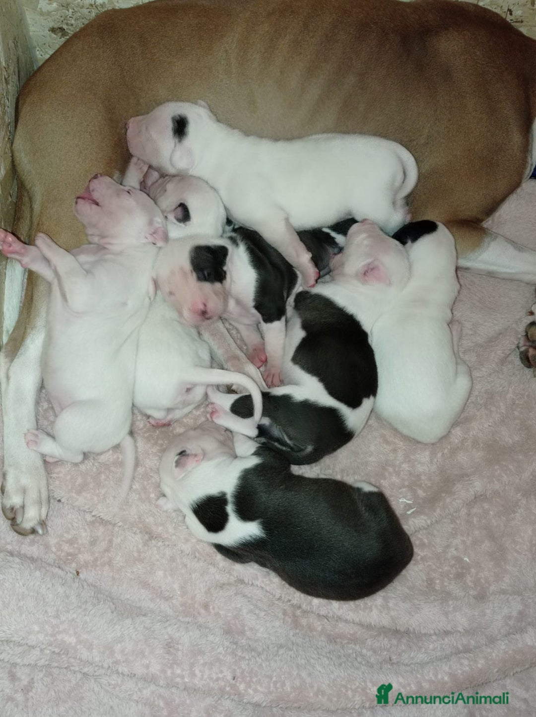 Pitbull cani in vendita: cuccioli in vendita - Annuncio 1