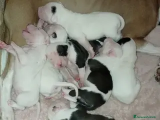 Pitbull cani cuccioli in vendita - Annuncio 2