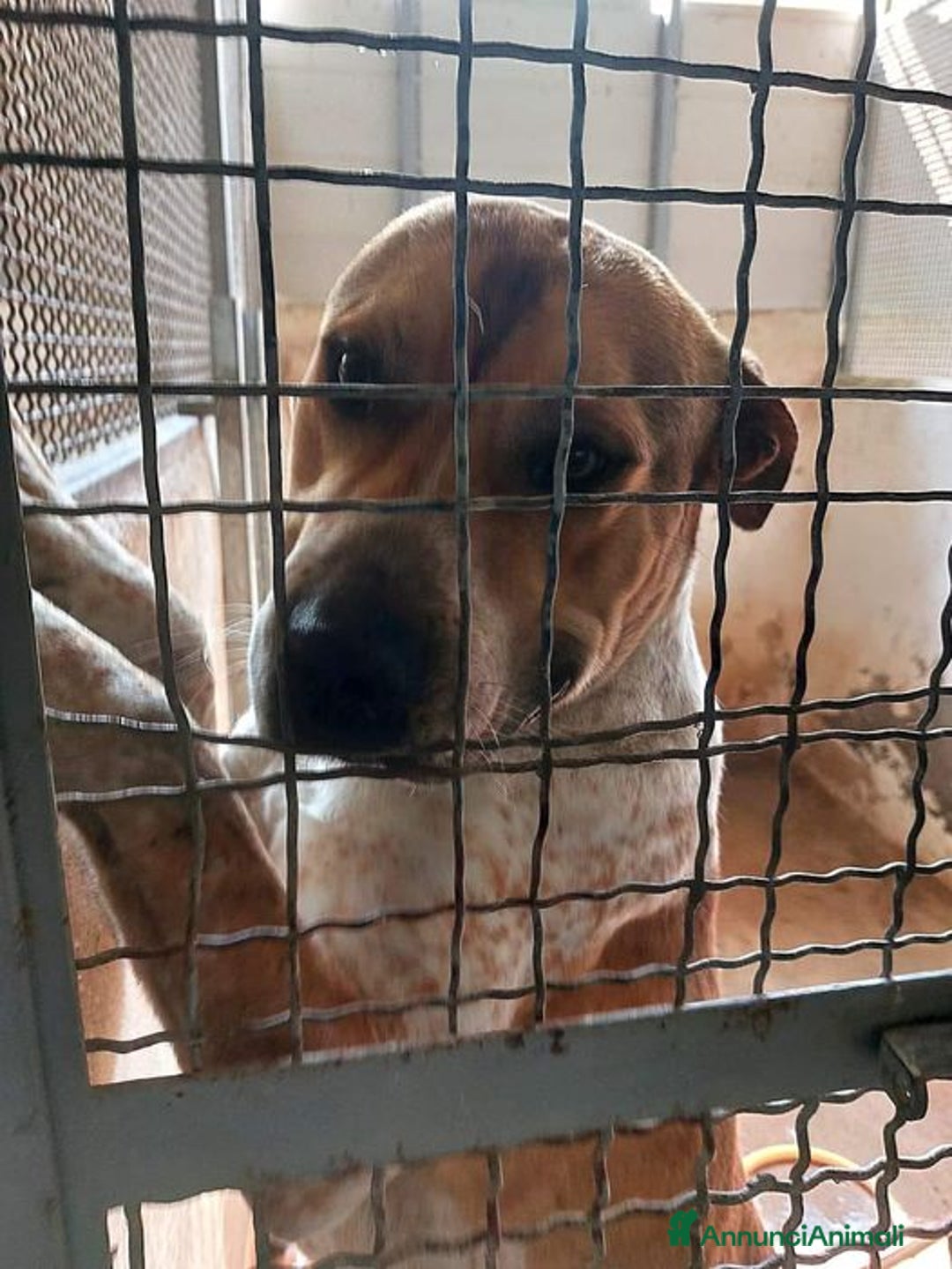 Meticcio cani in regalo: CASPER 4anni bravo, equilibrato!  - Annuncio 7